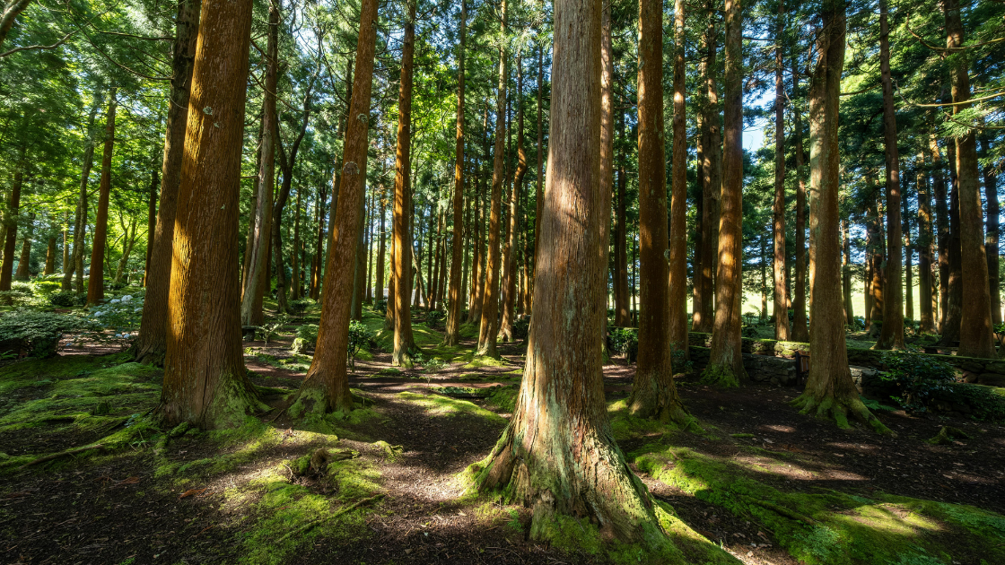 FORET